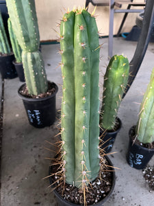 16” T. Peruvianus 2983 cutting
