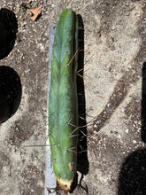Load image into Gallery viewer, 13 1/2” T. Bridgesii B04 with roots