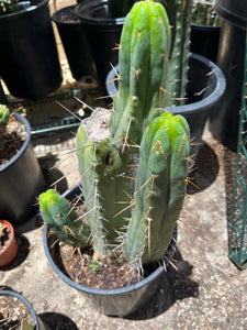 13 1/2” T. Bridgesii B04 with roots