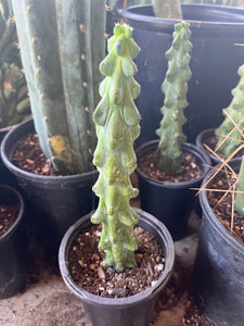 8 1/2” Myrtillocactus Geometrizan
