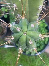 Load image into Gallery viewer, 15” T. Peruvianus 2983 cutting