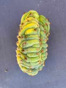 3 1/2” tall x 4 1/2” wide T. Pachanoi Cristata Variegated cutting