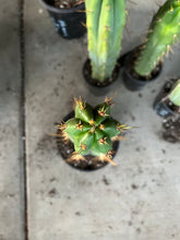 Load image into Gallery viewer, 16” T. Peruvianus 2983 cutting