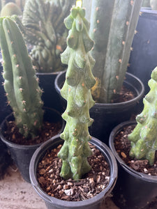 13 1/2” Myrtillocactus Geometrizan