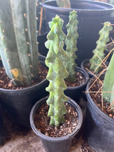 Load image into Gallery viewer, 8 1/2” Myrtillocactus Geometrizan