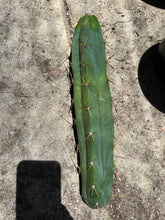 Load image into Gallery viewer, 12 1/2” T. Bridgesii cutting B08