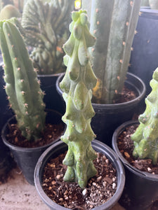 13 1/2” Myrtillocactus Geometrizan