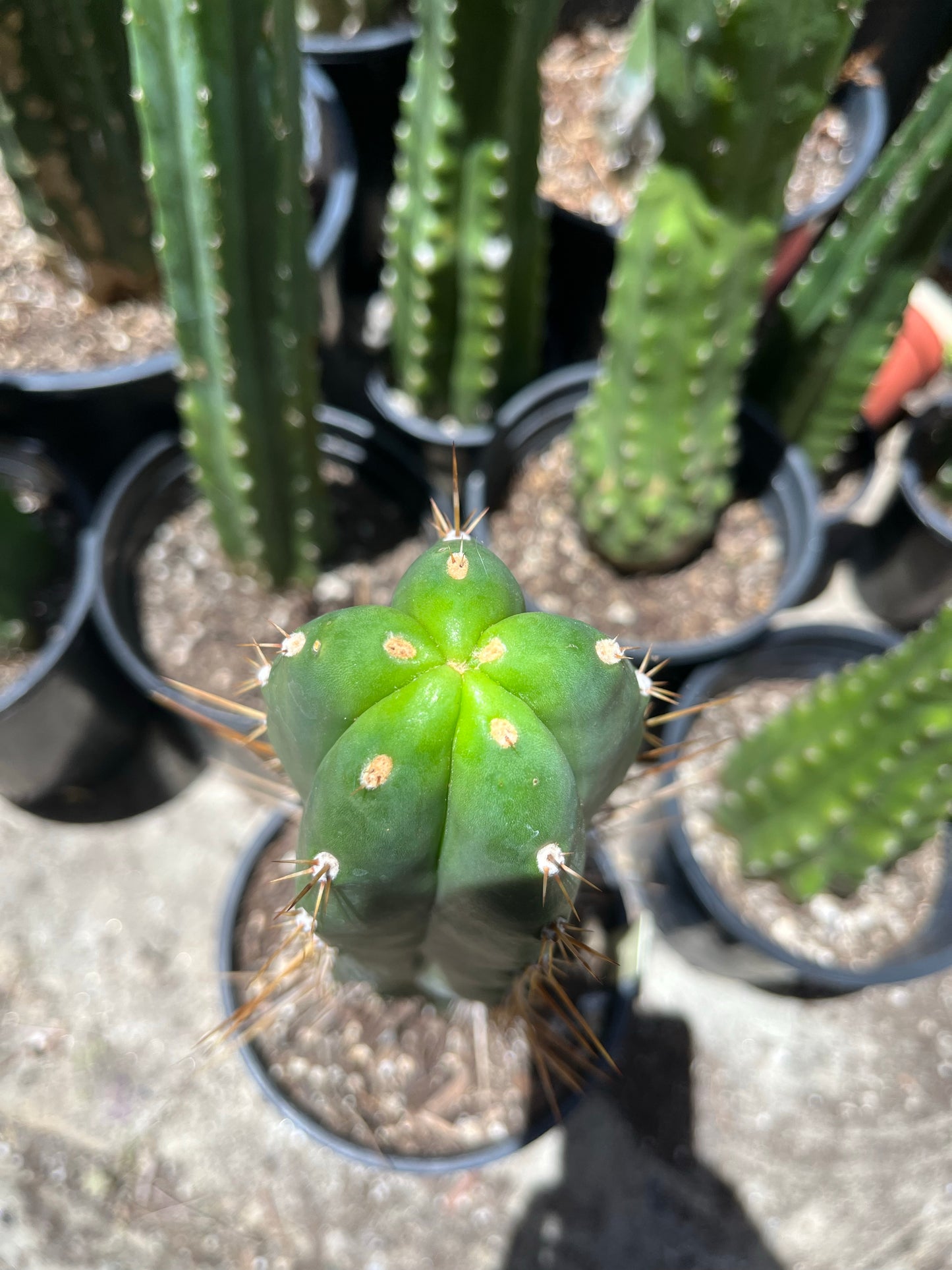 13” T. Peruvianus San Marcos 4556