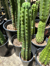 Load image into Gallery viewer, 14 1/2” San Pedro