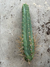 Load image into Gallery viewer, 16” T. Peruvianus 2983 cutting