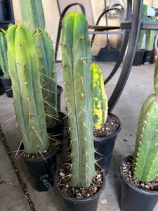 14” T. Bridgesii cutting B03