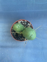 Load image into Gallery viewer, T. Bridgesii Monstrose short or clone B with 1 pup