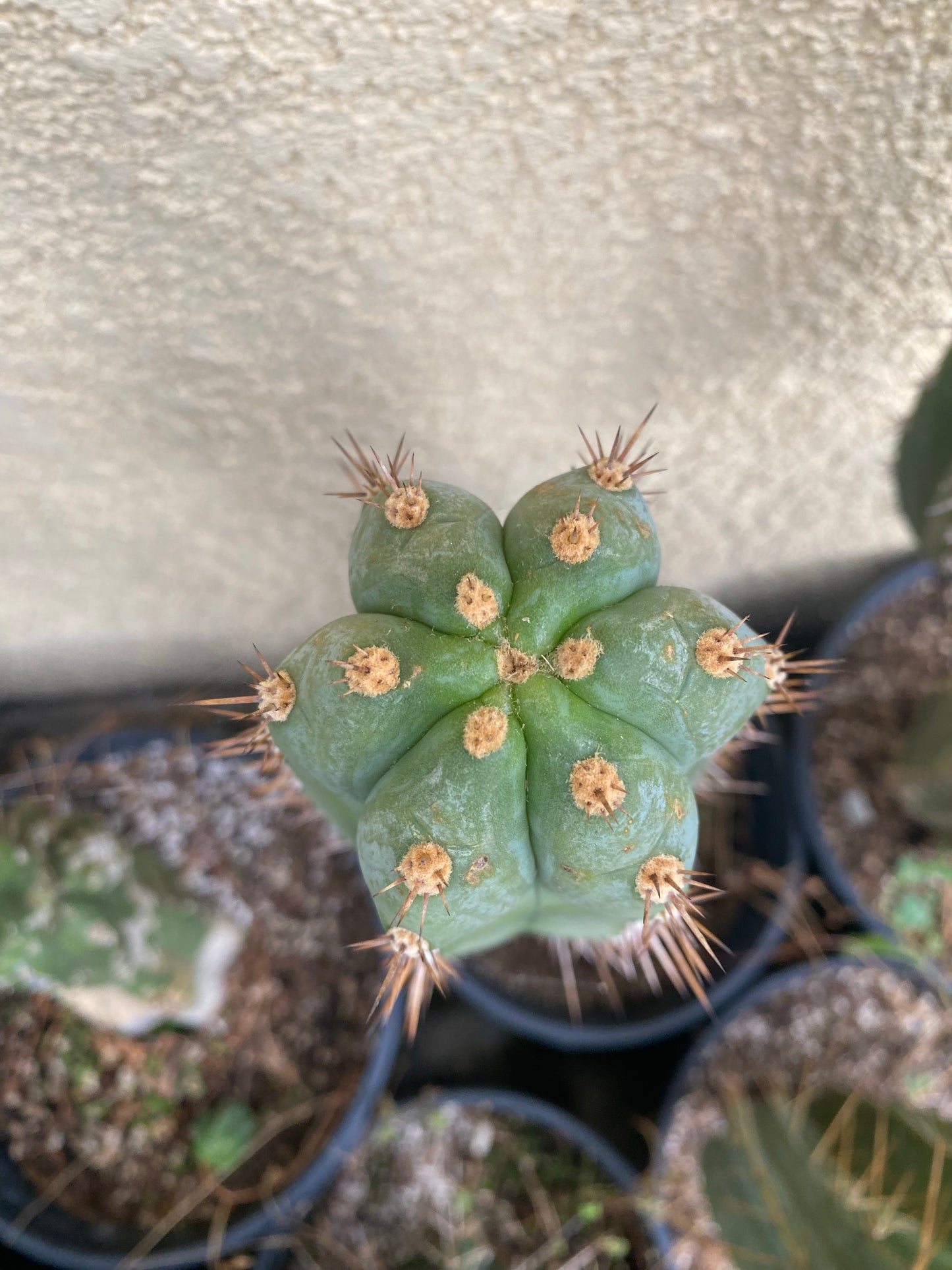 12” T. Peruvianus K.Knize cutting