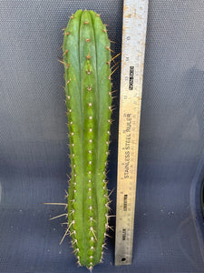 16” T. Peruvianus KK336 cutting