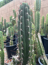 Load image into Gallery viewer, 13 1/2” T. Chalaensis cutting