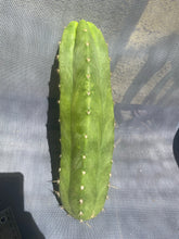 Load image into Gallery viewer, 12” T. Pachanoi Juul’s Giant x T. Macrogonus cutting