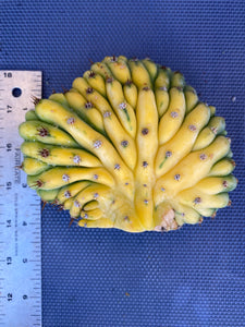 3 1/2” tall x 4 1/2” wide T. Pachanoi Cristata Variegated cutting