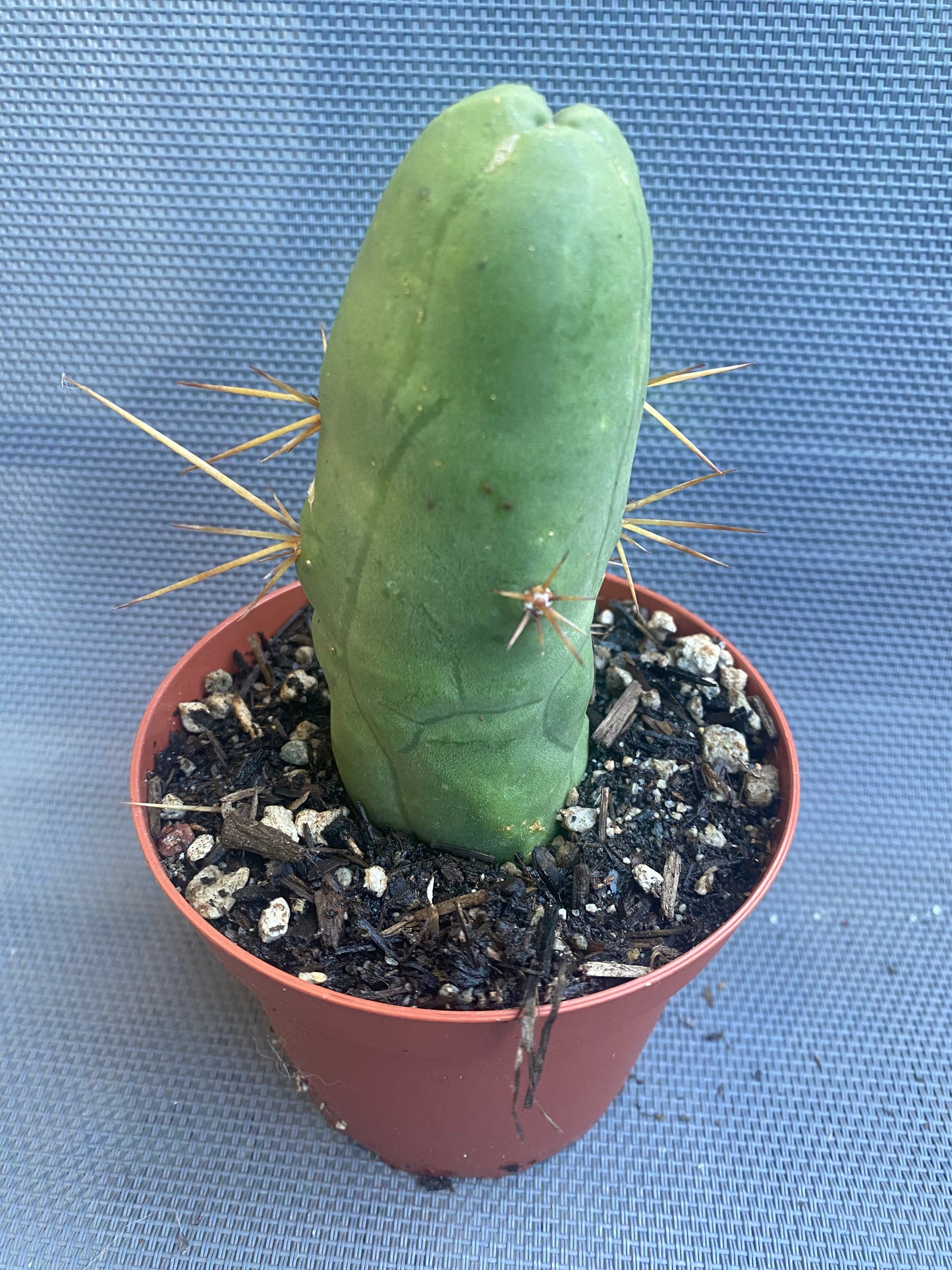 T. Bridgesii Monstrose short or clone B