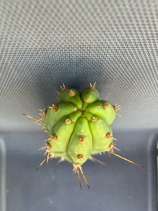 16” T. Peruvianus KK336 cutting