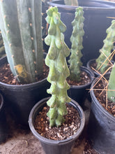 Load image into Gallery viewer, 8 1/2” Myrtillocactus Geometrizan