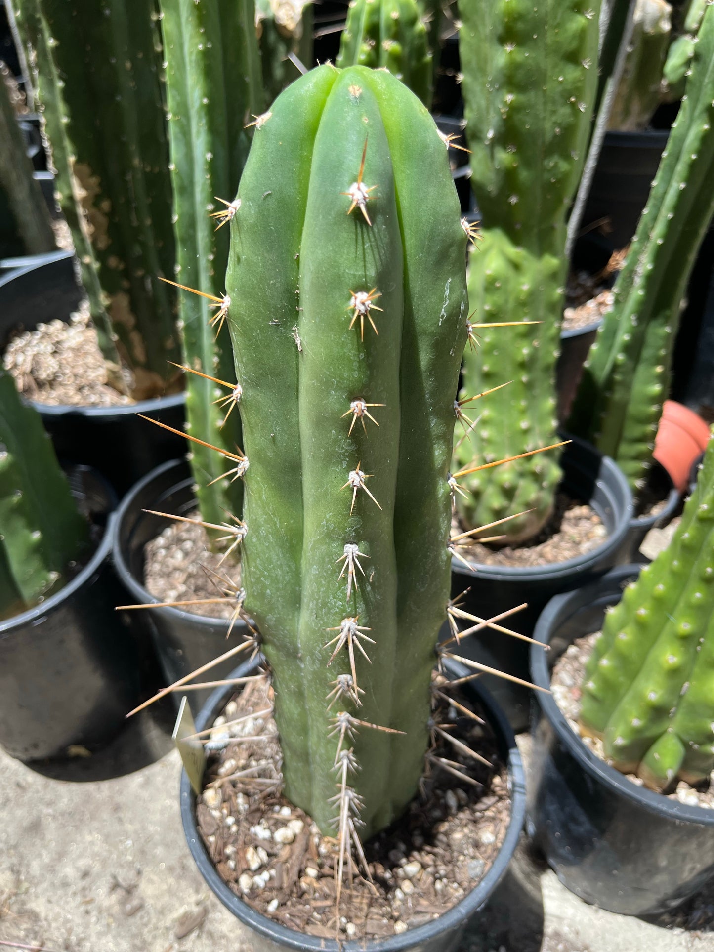 13” T. Peruvianus San Marcos 4556