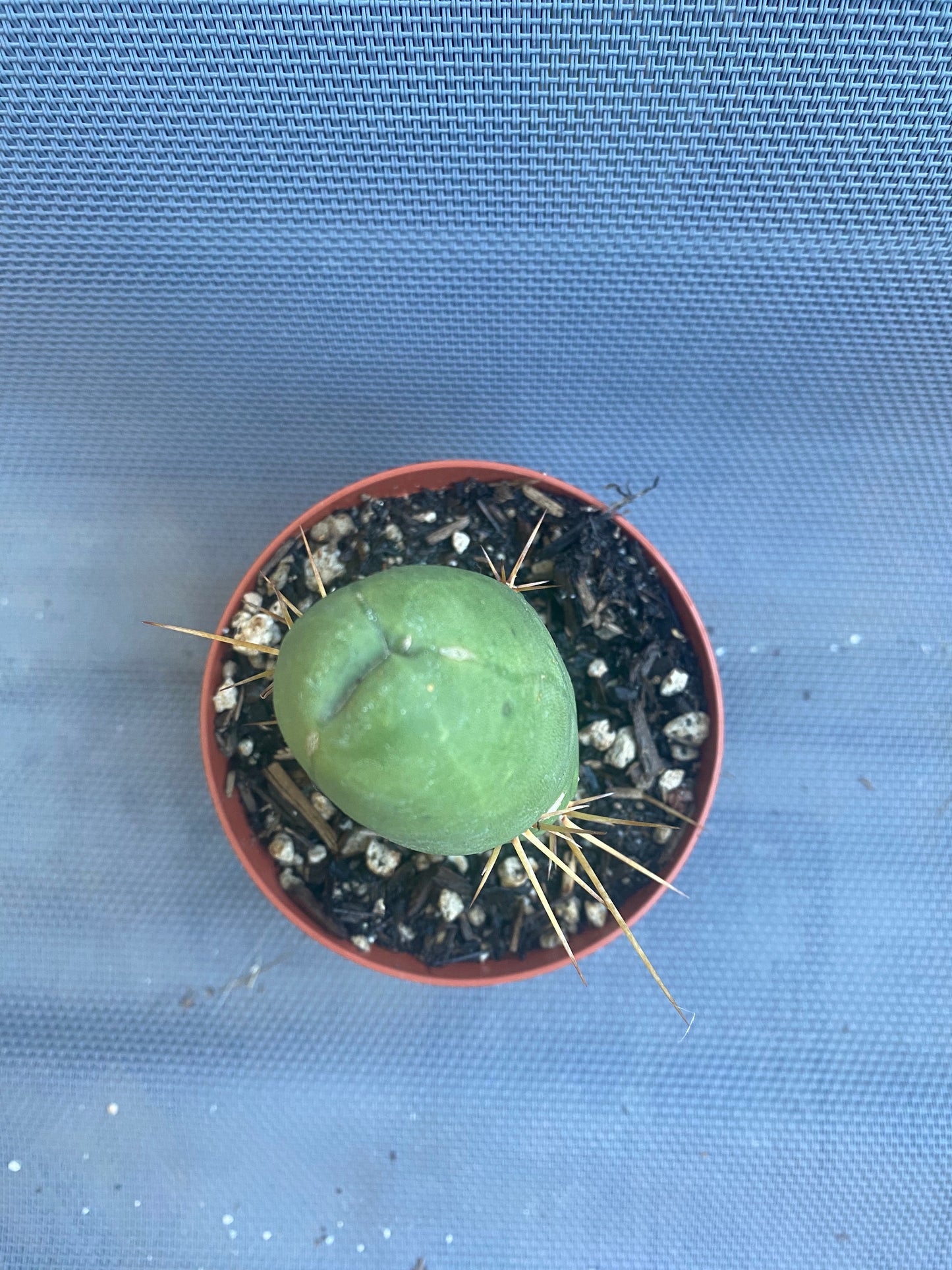 T. Bridgesii Monstrose short or clone B