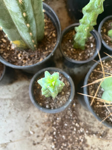8 1/2” Myrtillocactus Geometrizan