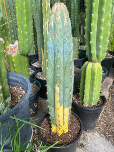 19 1/2” Variegated T. Pachanoi Monstrose/ Crest cutting