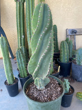 Load image into Gallery viewer, 18” Cereus Peruvianus Spiralis