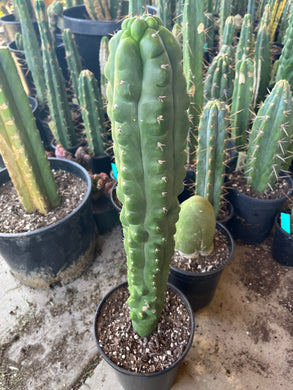 22” T. Pachanoi Monstrose/ Crest cutting