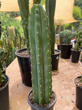 Load image into Gallery viewer, 13” San Pedro