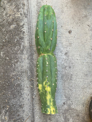 T. Pachanoi Monstrose Crest Variegated cutting