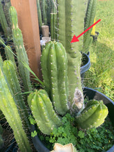 Load image into Gallery viewer, 12 1/2” T. Pachanoi Monstrose cutting