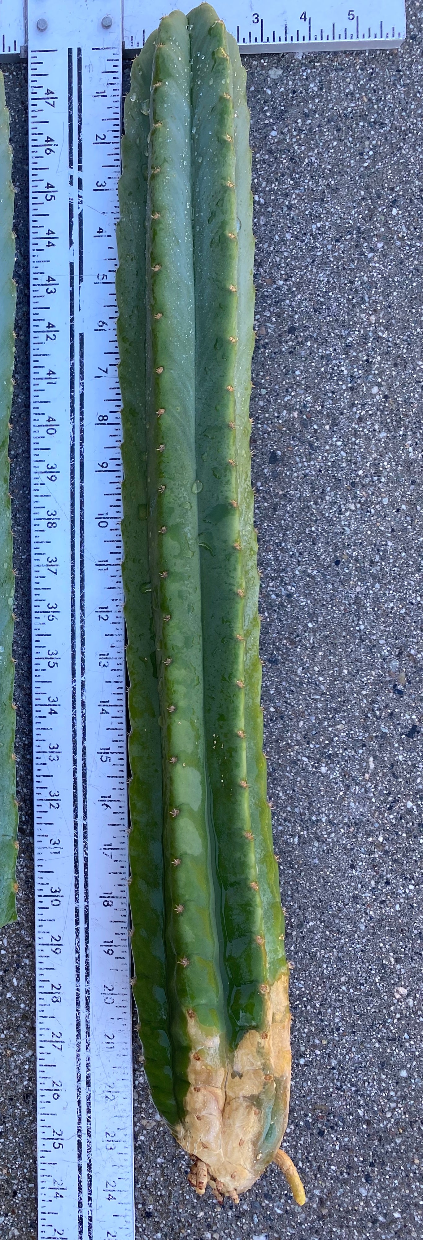 23” San Pedro cutting