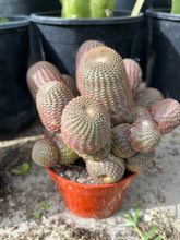 Load image into Gallery viewer, Echinopsis Famatimensis cluster