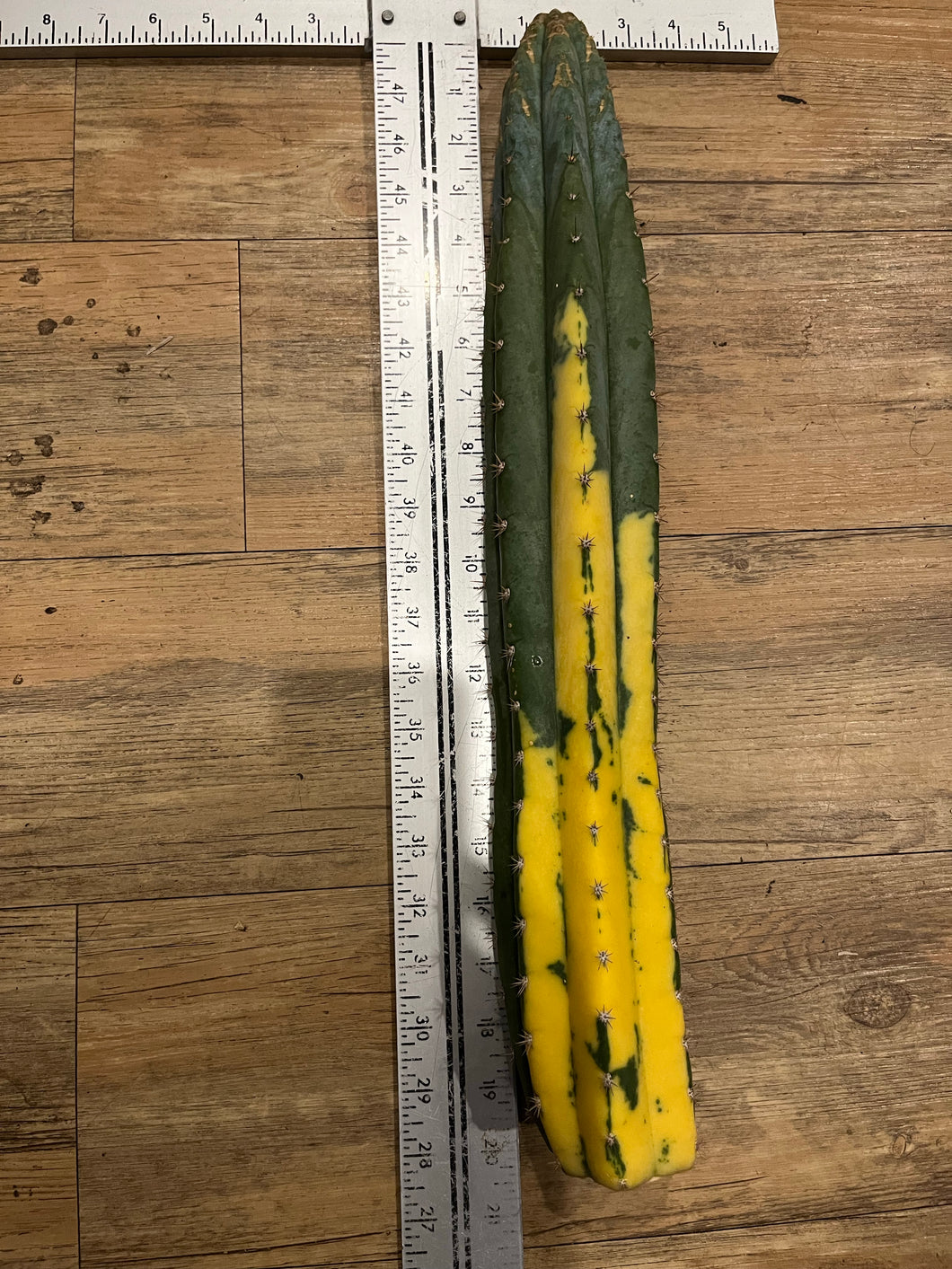 19 1/2” Variegated T. Pachanoi Monstrose/ Crest cutting