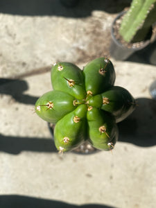 12 1/2” T. Pachanoi Monstrose cutting