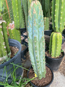 19 1/2” Variegated T. Pachanoi Monstrose/ Crest cutting