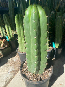 12 1/2” T. Pachanoi Monstrose cutting